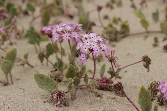 Image of pink sand verbena