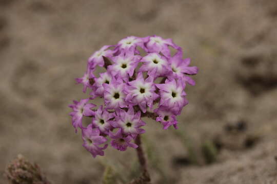 Image of pink sand verbena