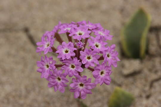 Image of pink sand verbena