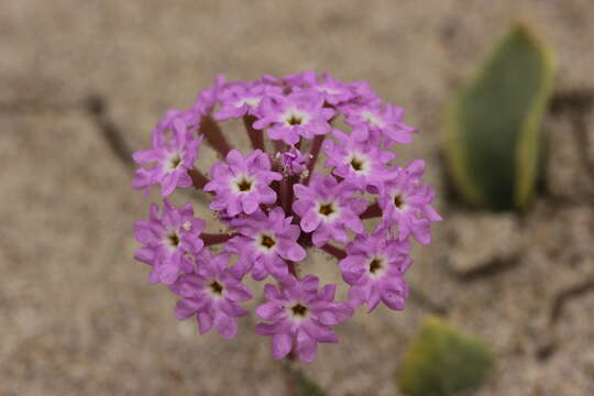 Image of pink sand verbena