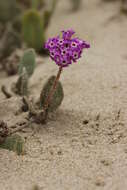 Image of pink sand verbena