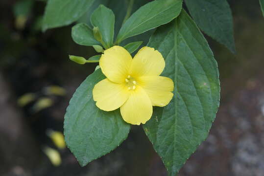 Imagem de Turnera ulmifolia L.