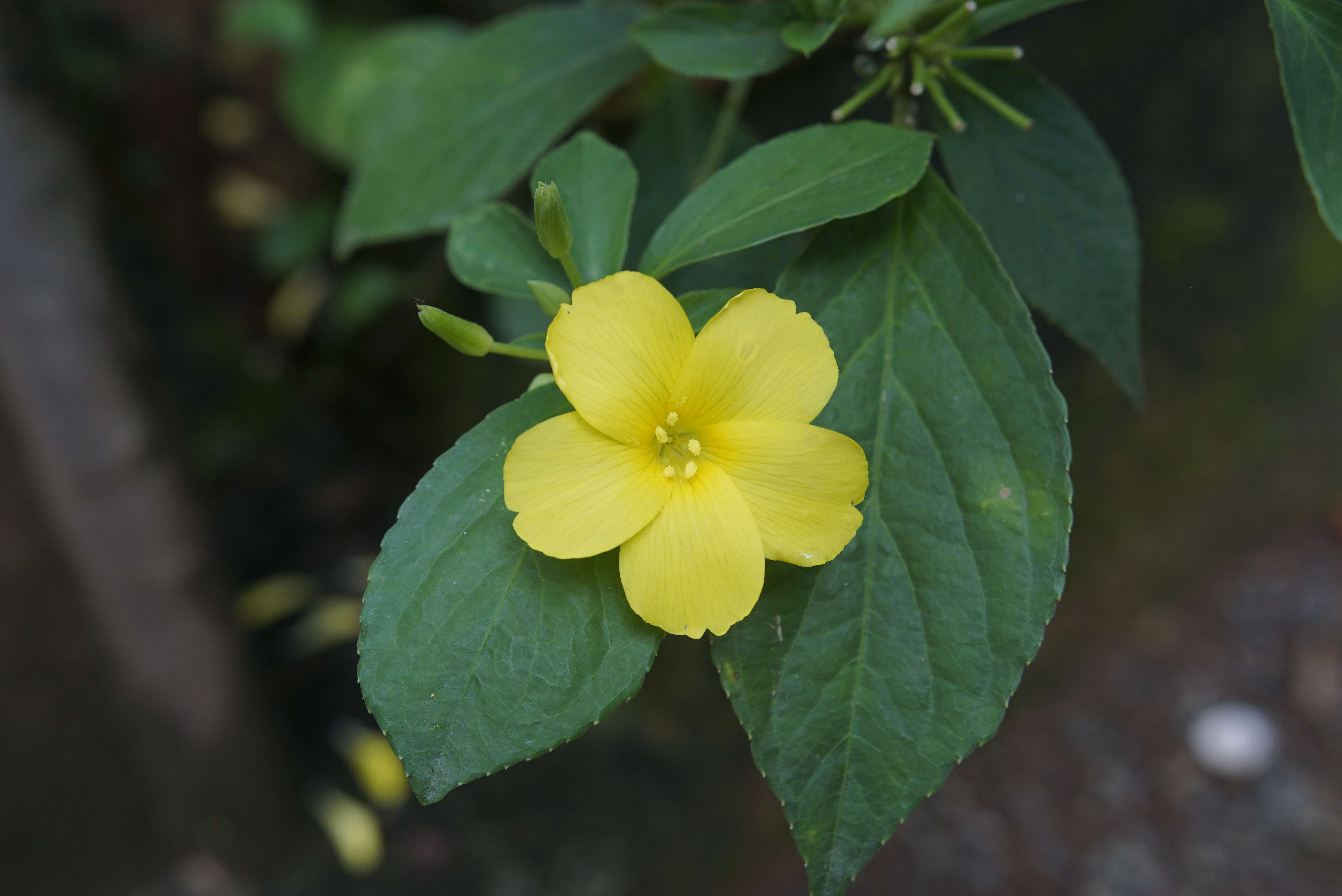 Imagem de Turnera ulmifolia L.