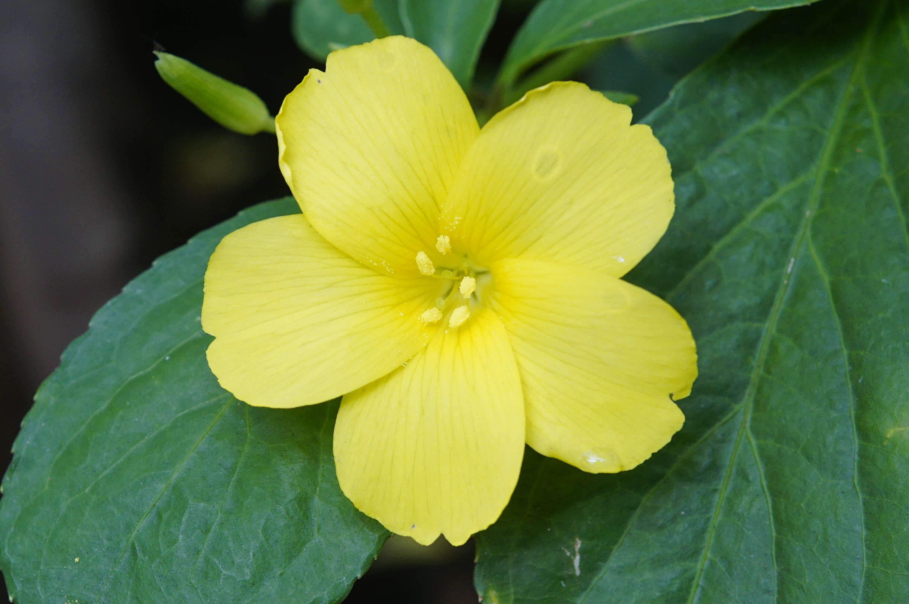 Imagem de Turnera ulmifolia L.