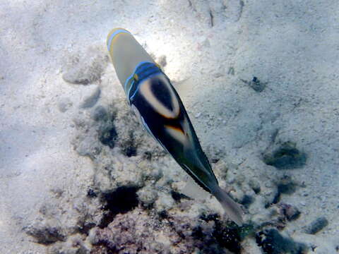 Image of Lagoon triggerfish