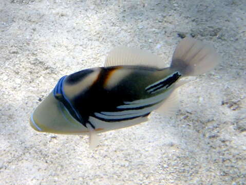 Image of Lagoon triggerfish