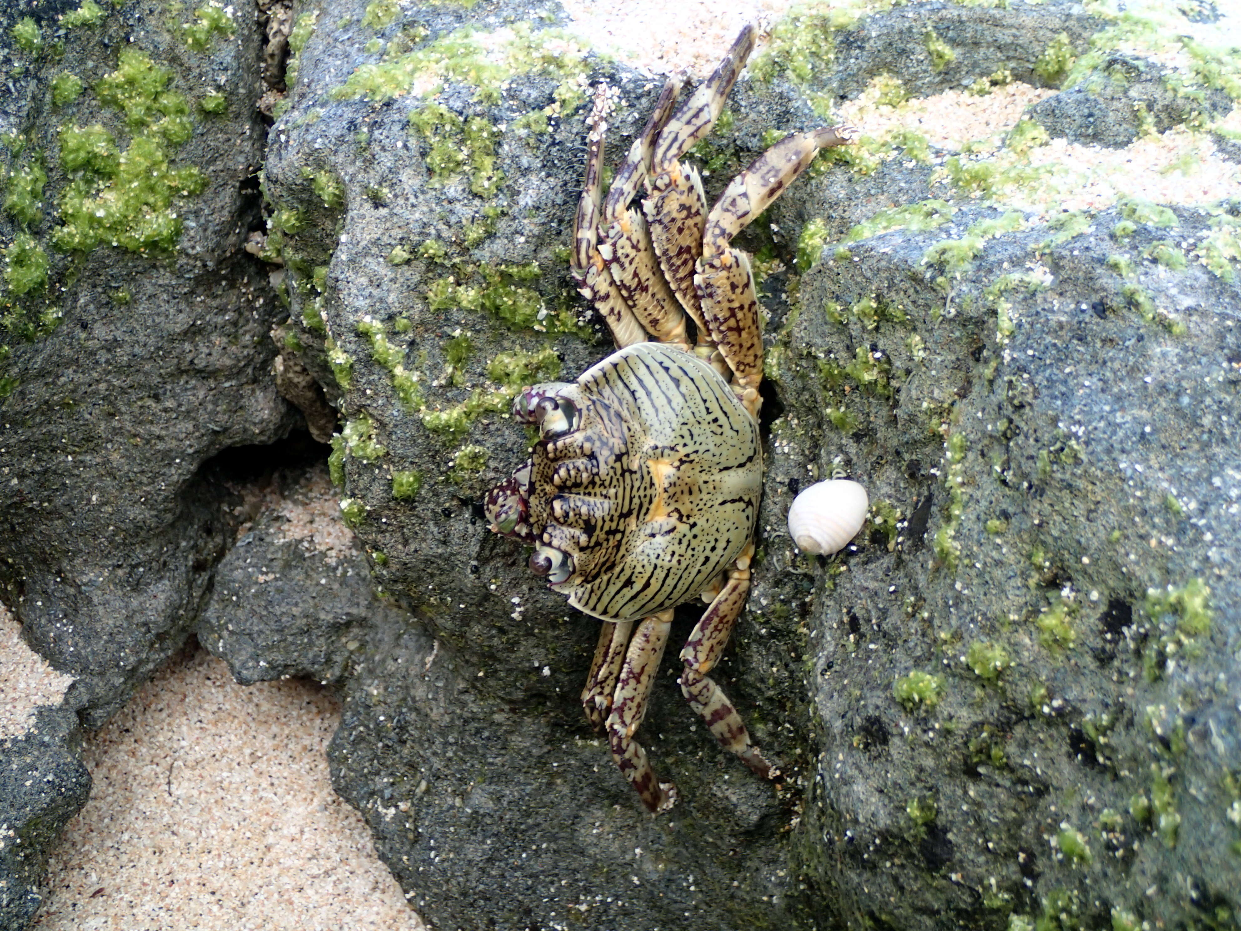 Image of Shore crab