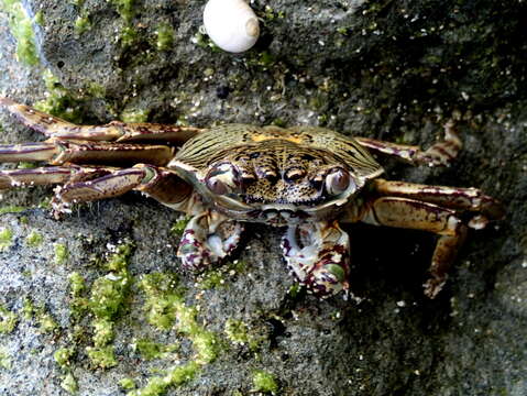 Image of Shore crab