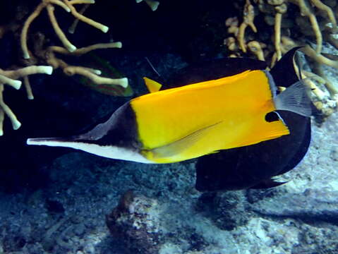 Image of Longnose butterflyfishes