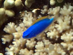 Image of Fiji blue devil