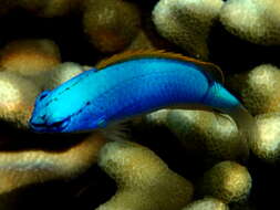 Image of Fiji blue devil