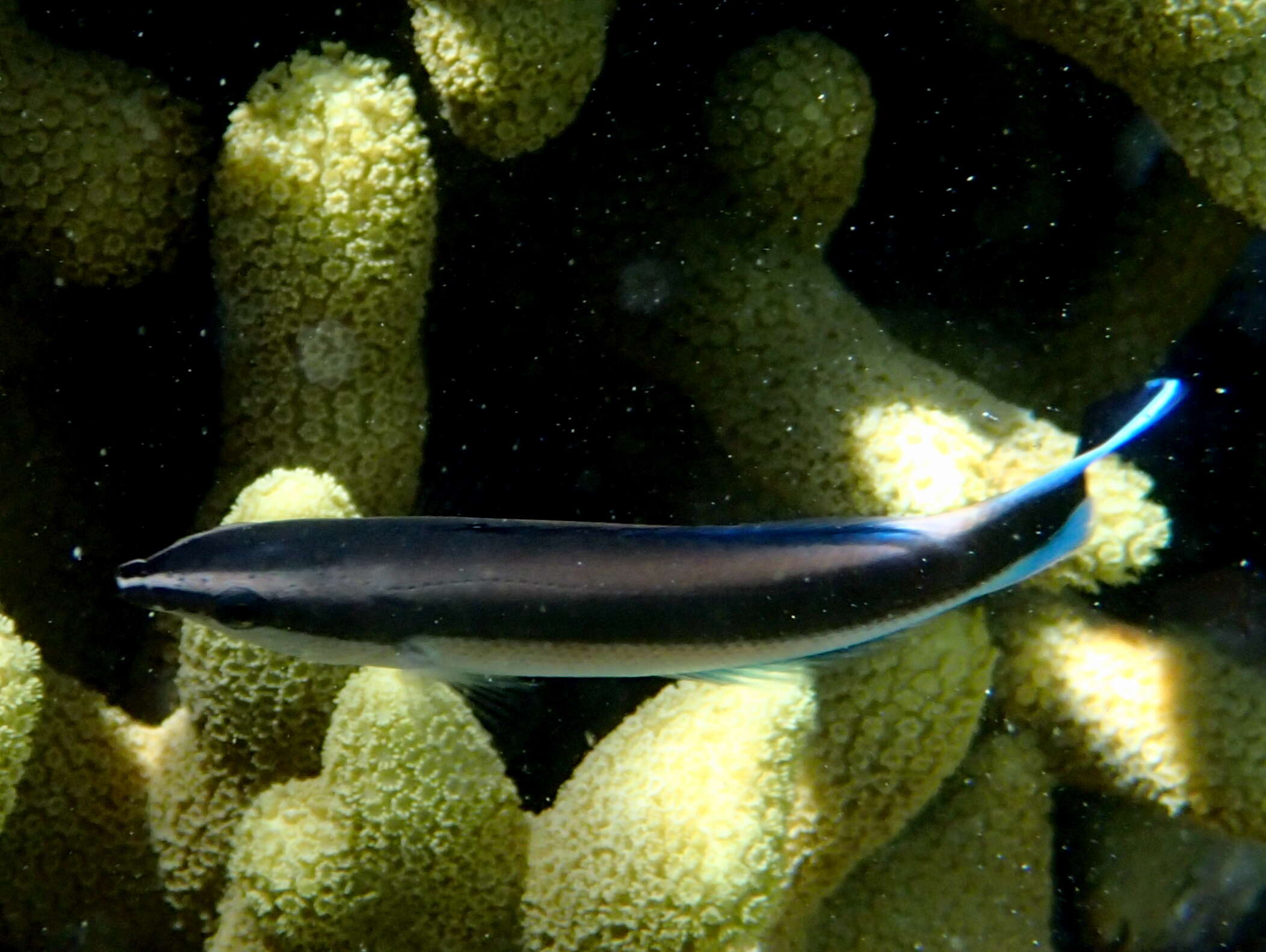 Image of Blue diesel wrasse