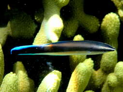 Image of Blue diesel wrasse