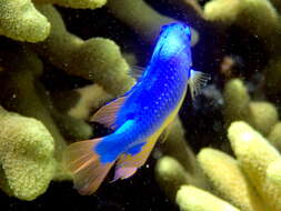 Image of Fiji blue devil