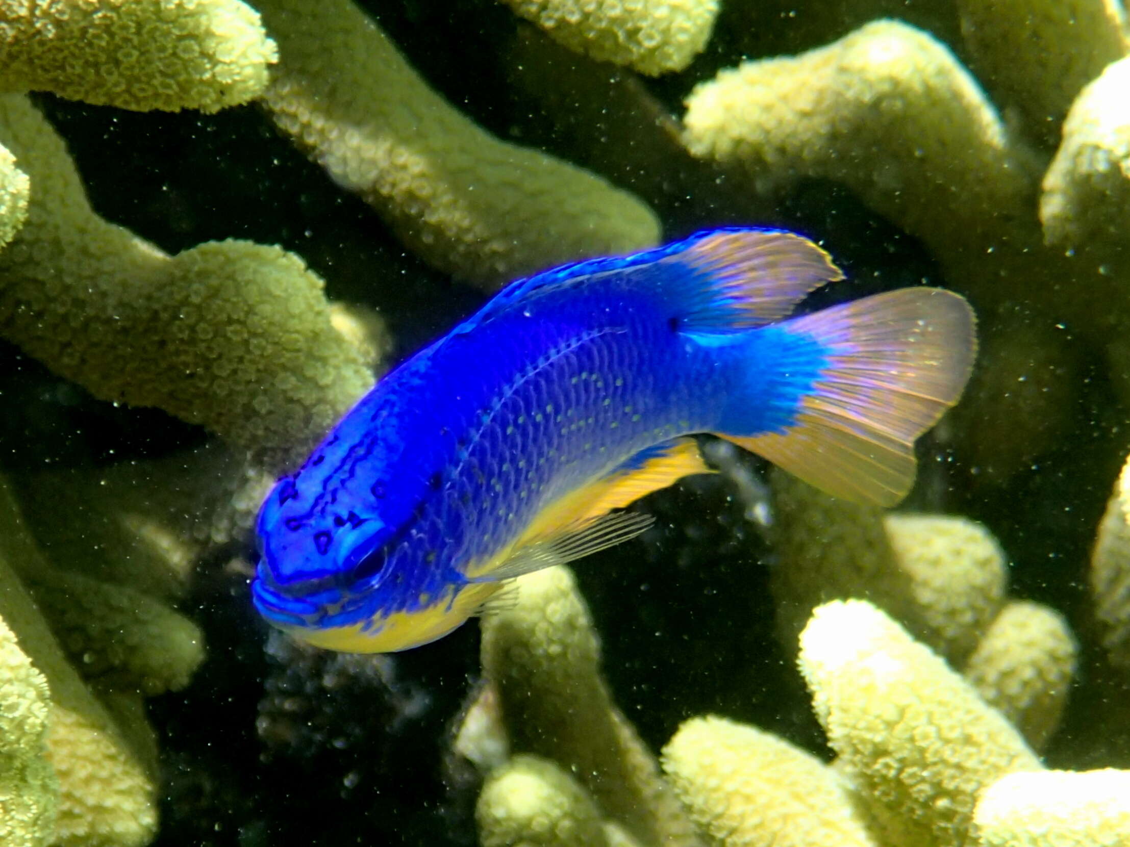 Image of Fiji blue devil