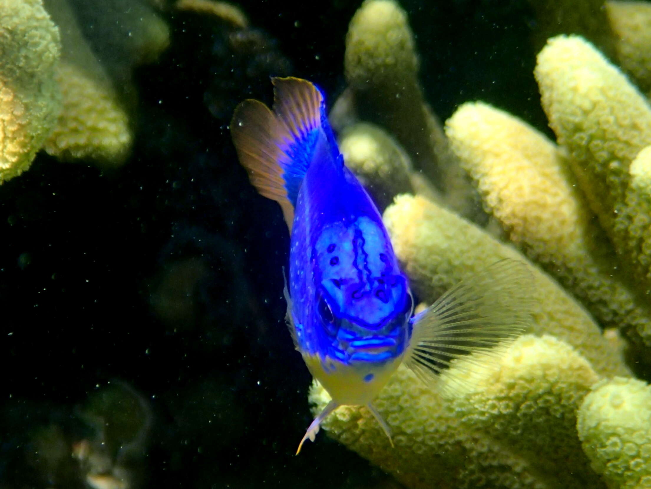 Image of Fiji blue devil