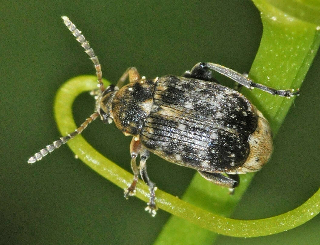 Image of Bean seed beetle