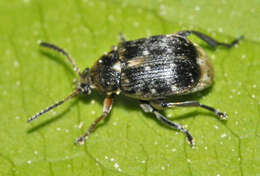 Image of Bean seed beetle