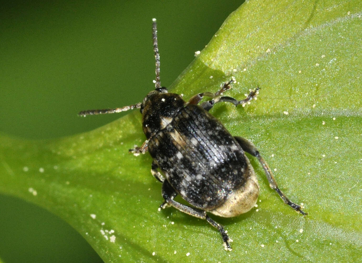 Image of Bean seed beetle