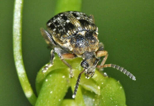 Image of Bean seed beetle