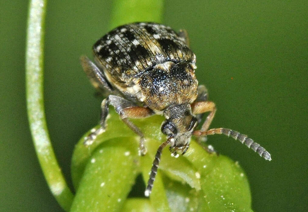 Image of Bean seed beetle