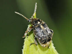 Image of Bean seed beetle