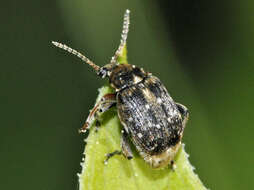 Image of Bruchid beetle