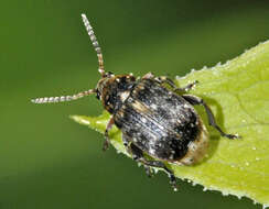 Image of Bean seed beetle