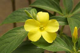 Imagem de Turnera ulmifolia L.