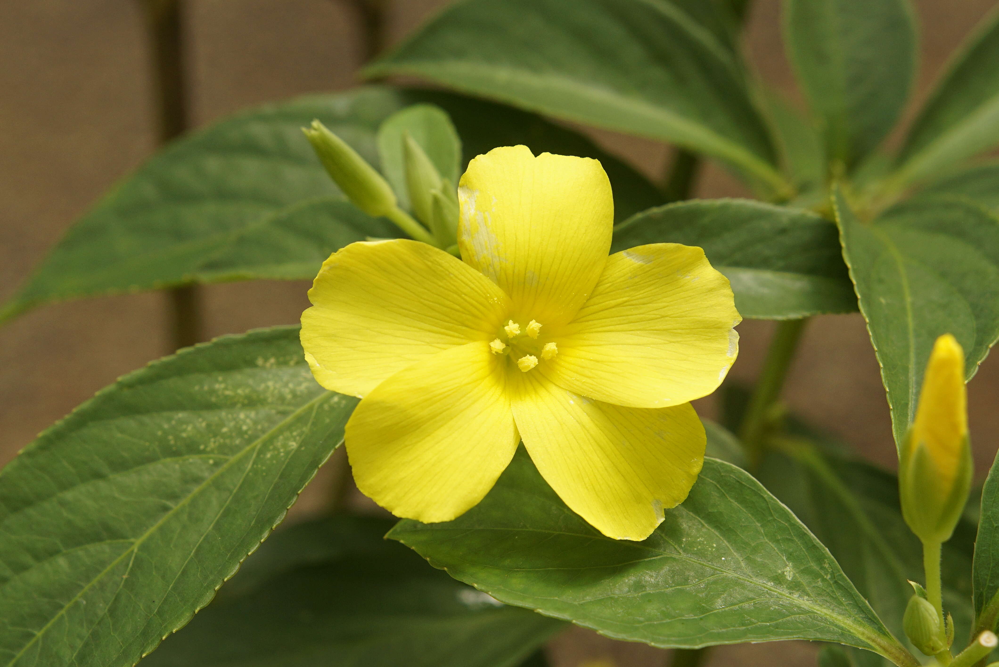 Imagem de Turnera ulmifolia L.