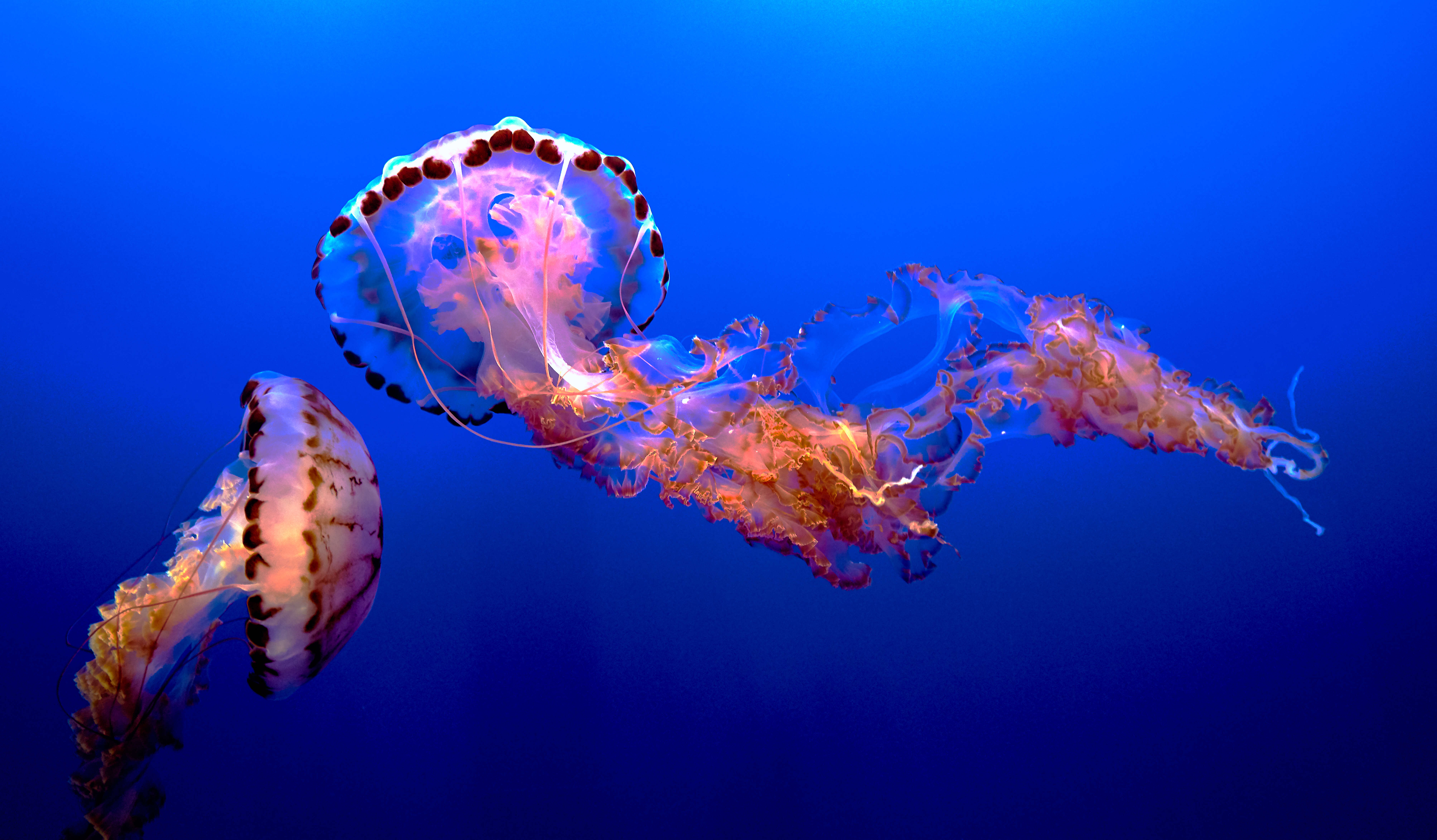 Image of Sea nettle