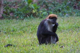 Image of Udzungwa Red Colobus