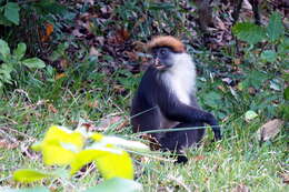 Image of Udzungwa Red Colobus