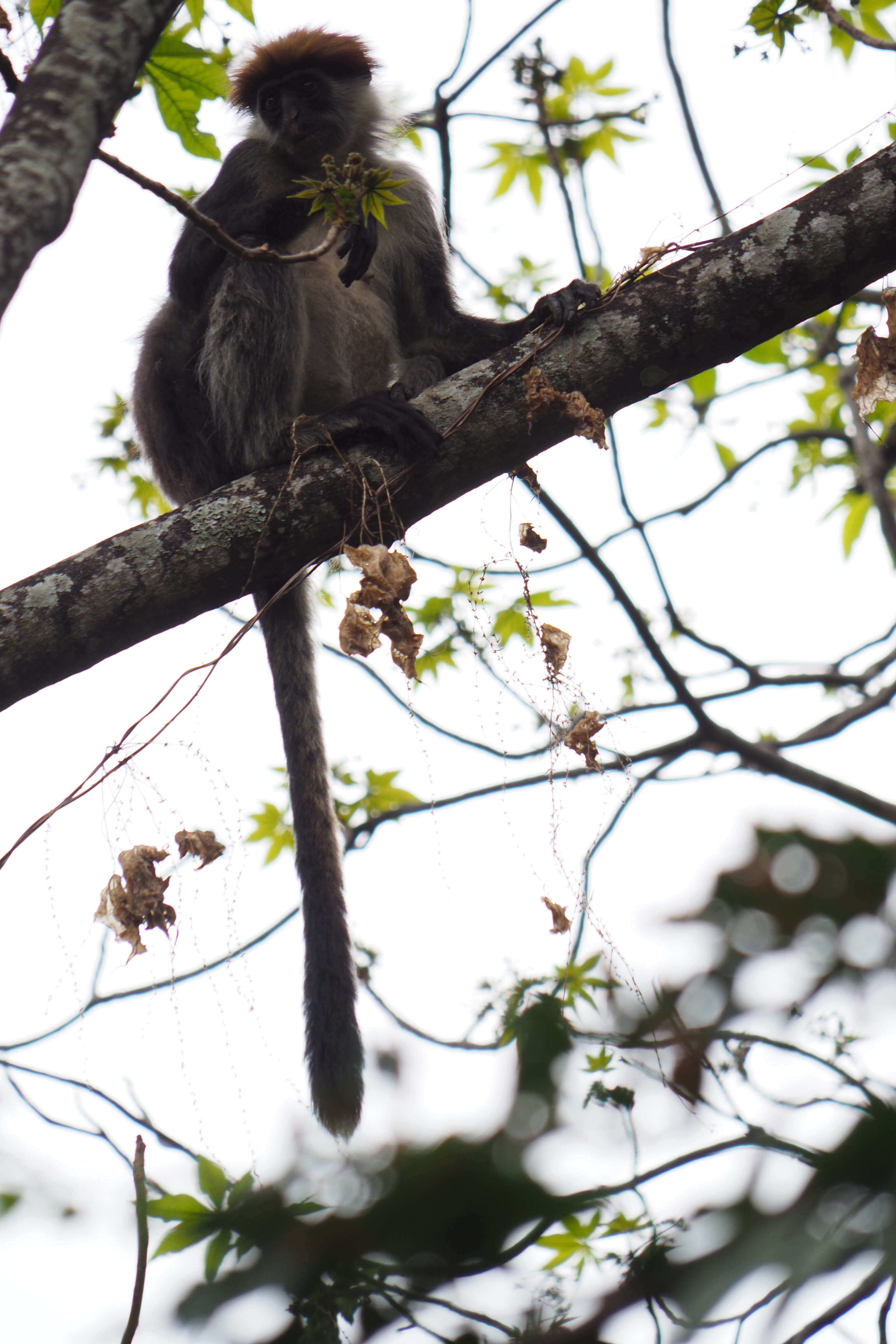 Image of Udzungwa Red Colobus