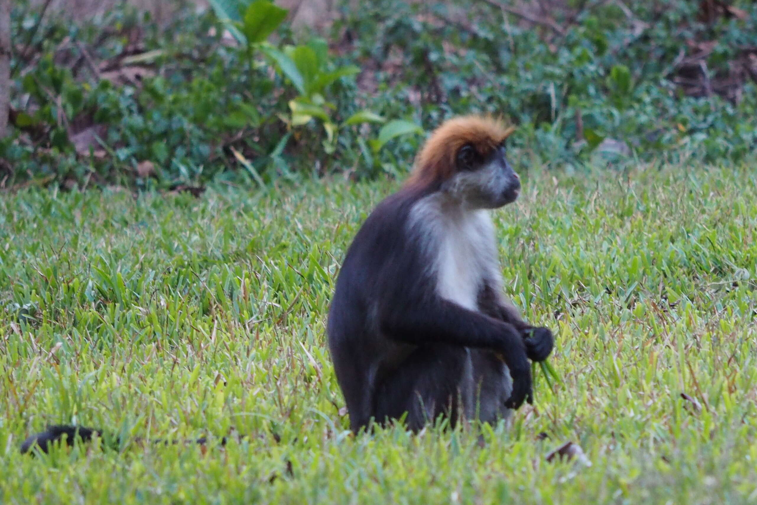 Image of Udzungwa Red Colobus