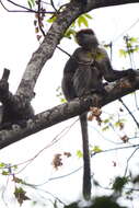 Image of Udzungwa Red Colobus