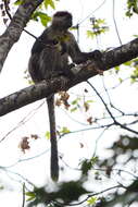 Image of Udzungwa Red Colobus