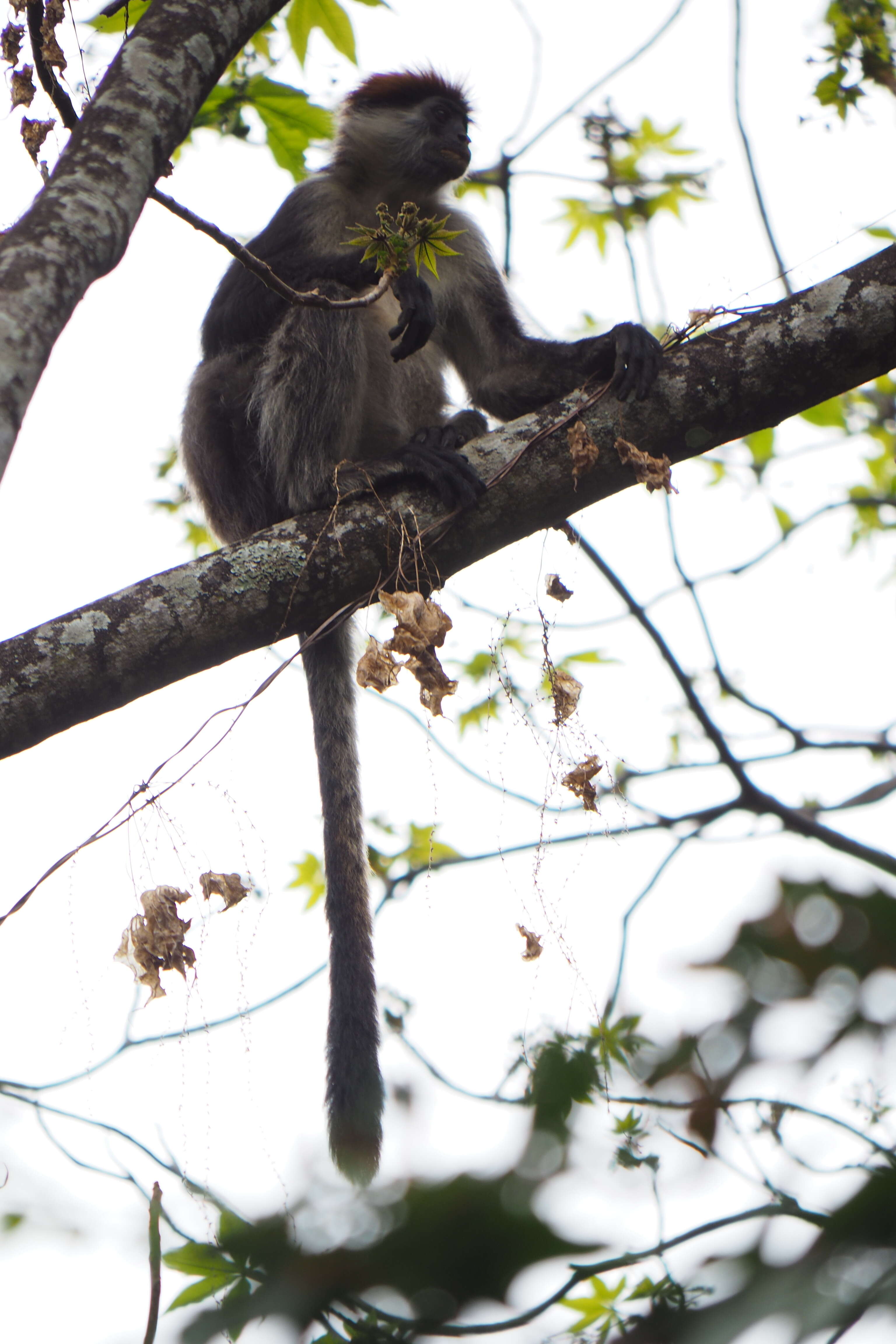 Image of Udzungwa Red Colobus