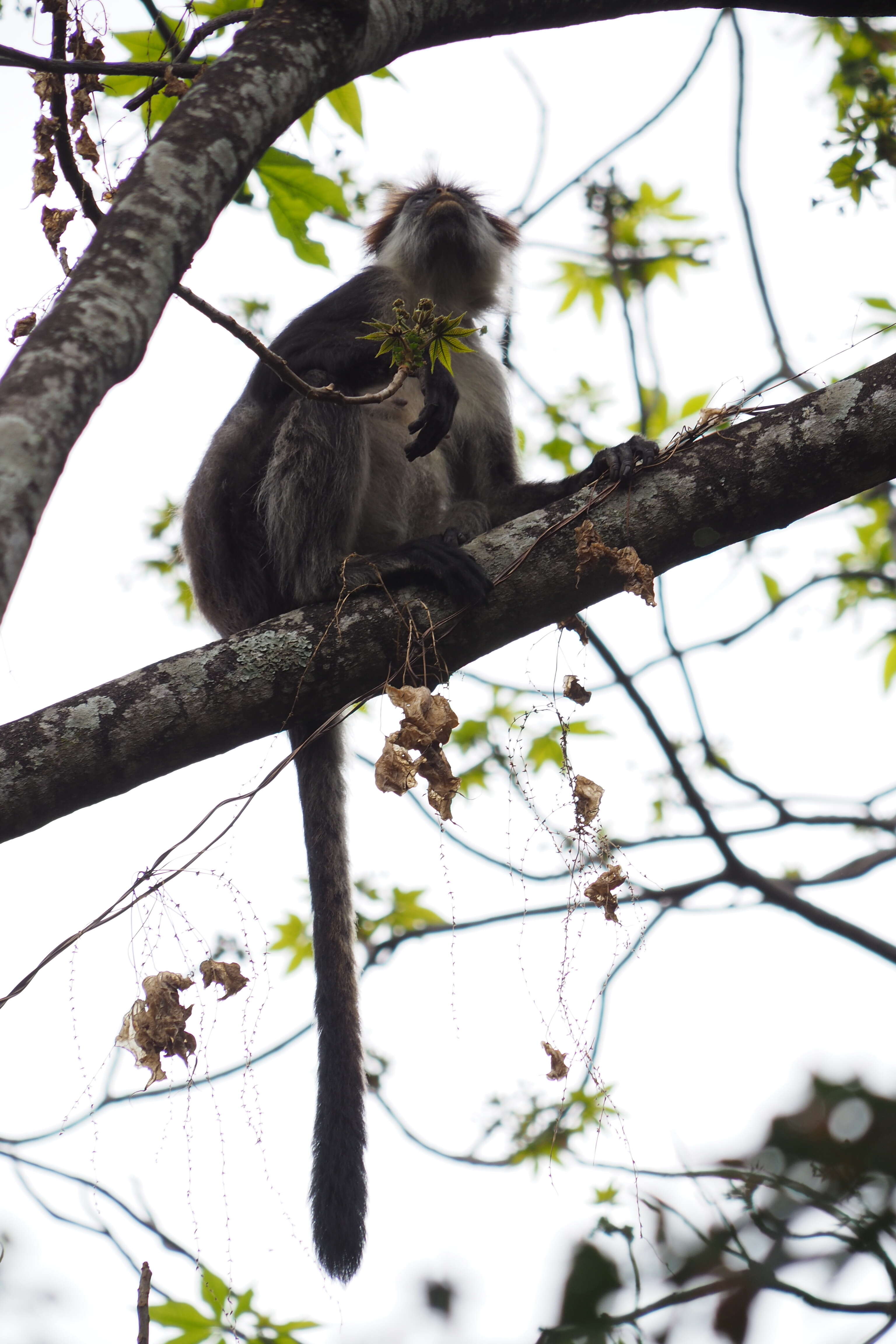 Image of Udzungwa Red Colobus