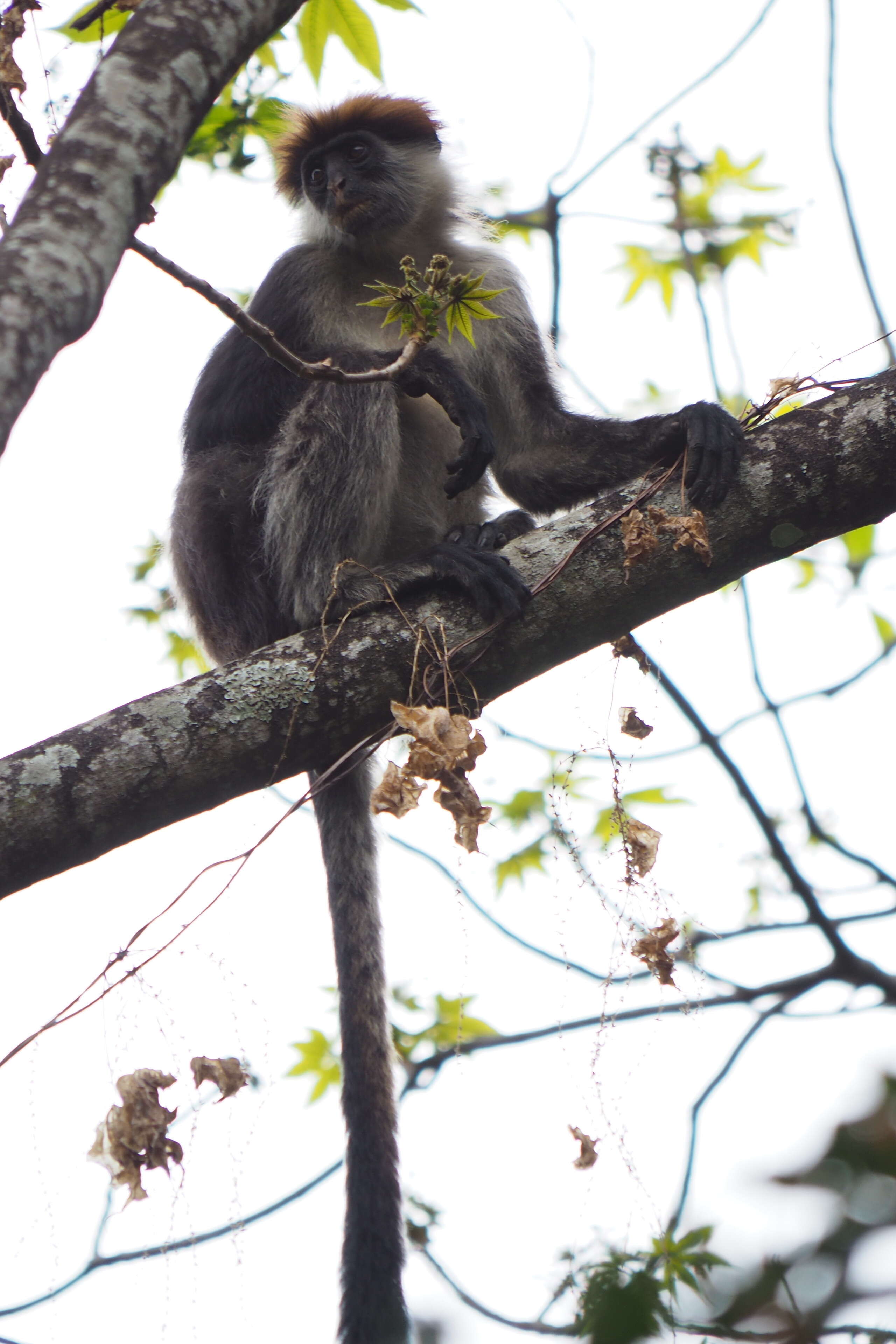 Image of Udzungwa Red Colobus