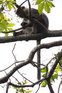 Image of Udzungwa Red Colobus