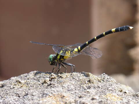 Image of Onychogomphus Selys 1854