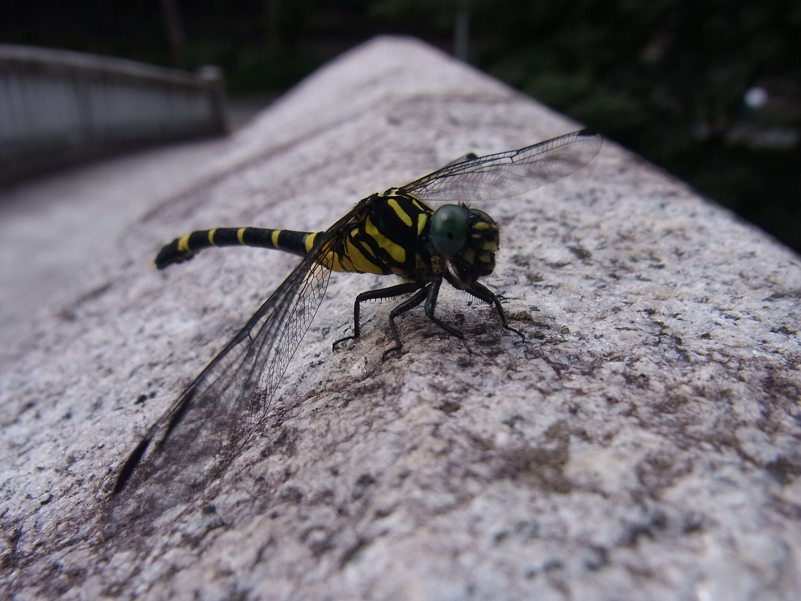 Image of Onychogomphus Selys 1854