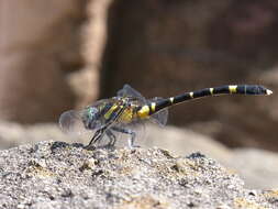 Image of Onychogomphus Selys 1854