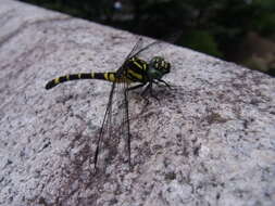 Image of Onychogomphus Selys 1854