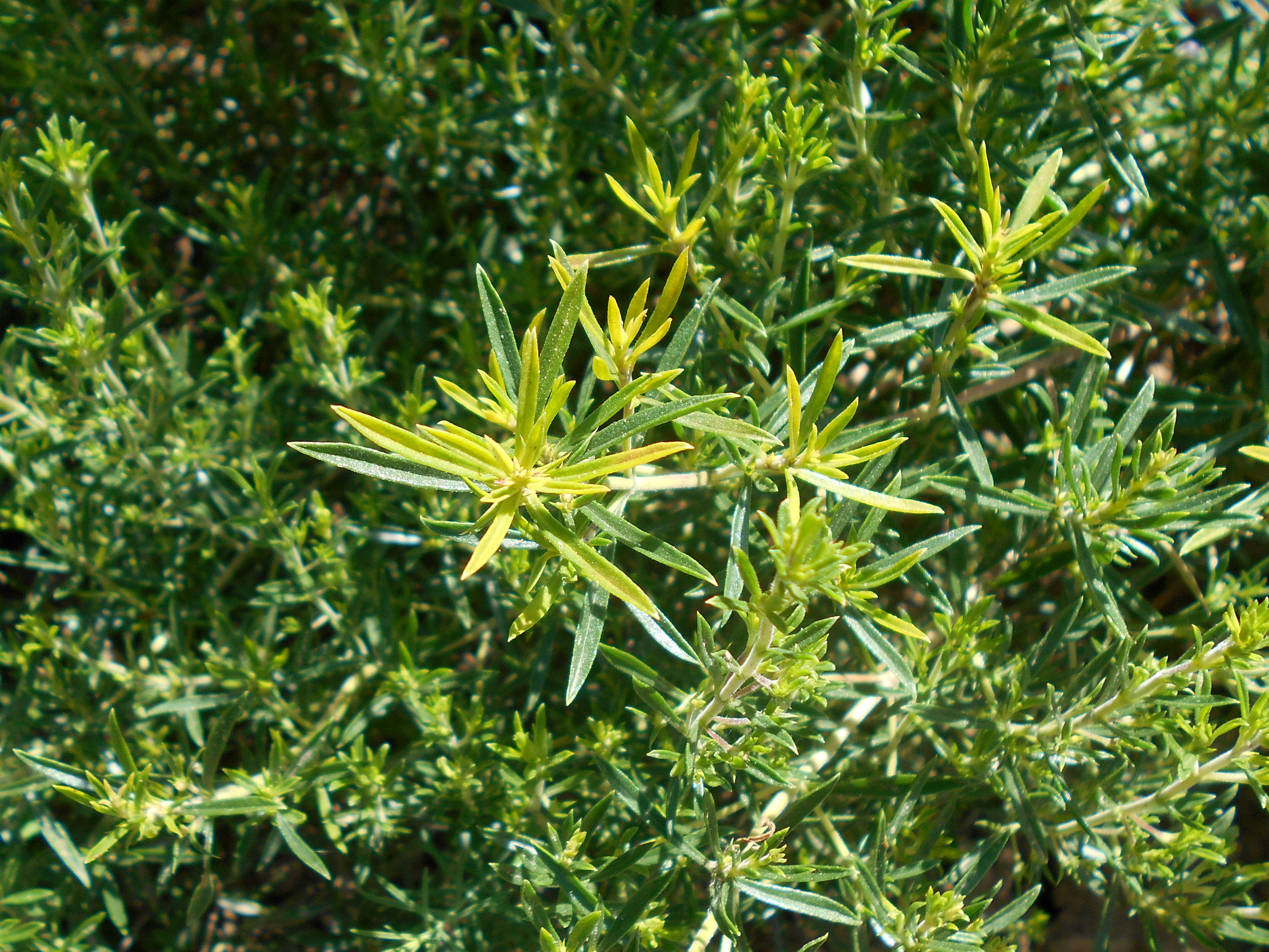 Image of perennial savory