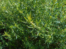 Image of perennial savory