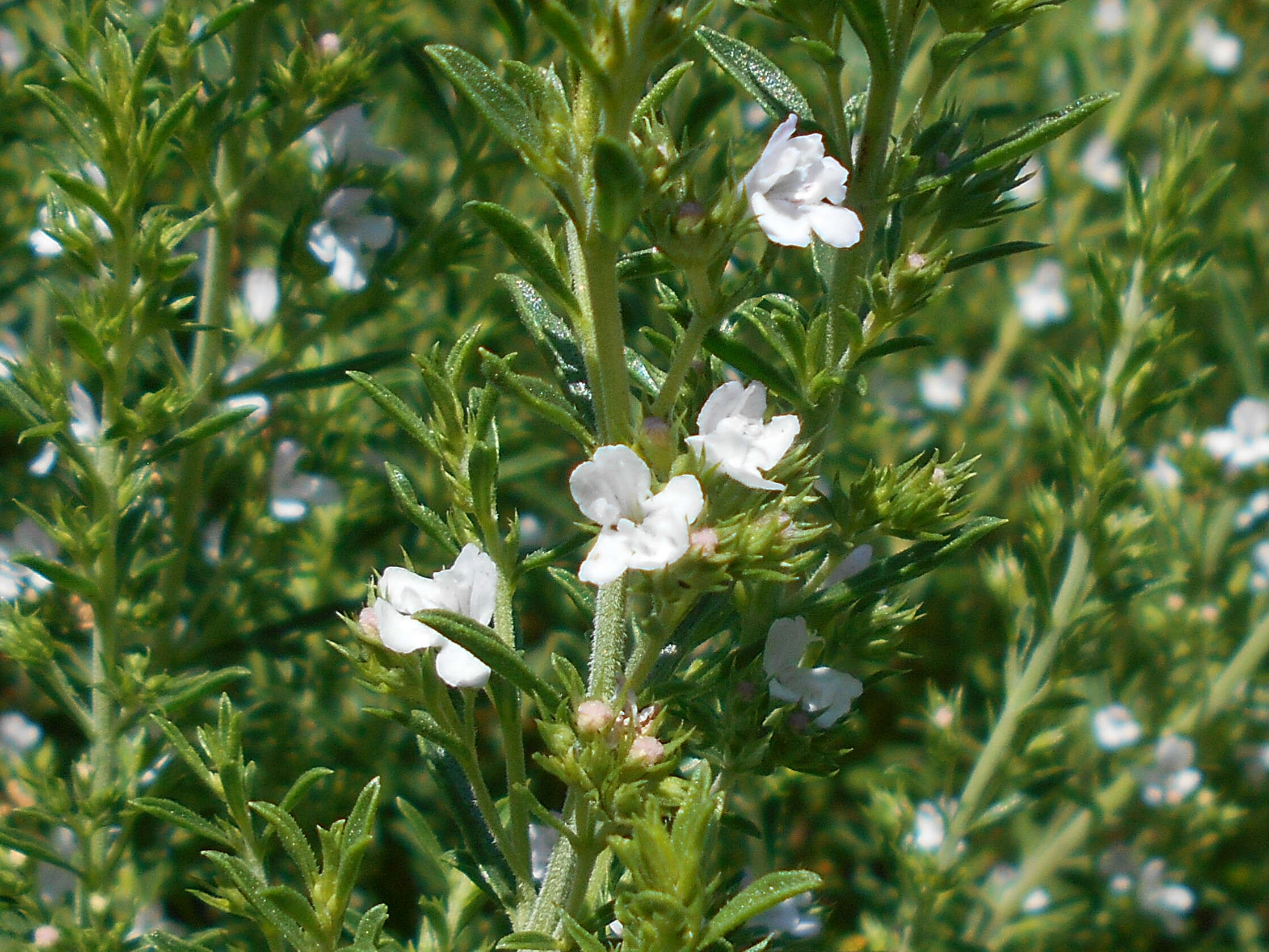 Image of perennial savory