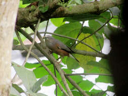 Image of Chestnut-tailed Starling