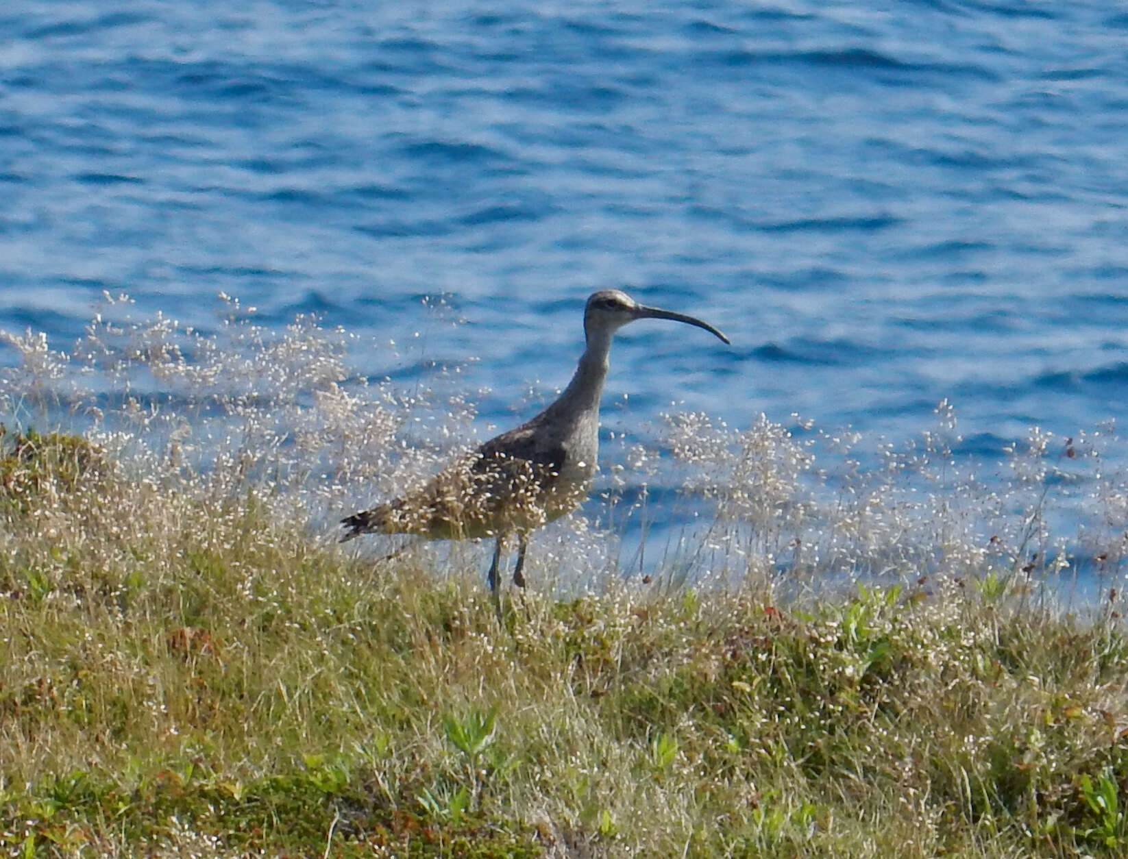 Image of Hudsonian Whimbrel